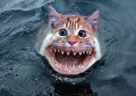 shark